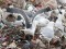 Larus fuscus intermedius/graellsii Lesser Black-backed Gull (Larus fuscus intermedius/graellsii) Getlini, Stopni county, 24-Feb-2021. © Edgars Smislovs