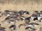 Red-breasted Goose (Branta ruficollis) Krievragciems, Talsi county, 17-Apr-2021. © Karlis Millers