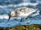 Gaišais šņibītis (Calidris alba) Mangaļsalas mols, Rīga, 25-Jul-2021. © Igors Deņisovs