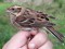 Meža stērste (Emberiza rustica) Birzgales apkārtne, Ogres n., 22-Sep-2021. © Dmitrijs Boiko
