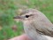 Sibīrijas čuņčiņš (Phylloscopus collybita tristis) Birzgales apkārtne, Ogres n., 22-Sep-2021. © Dmitrijs Boiko