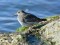 Jūras šņibītis (Calidris maritima) Mangaļsalas mols, Rīga, 27-Sep-2021. © Igors Deņisovs