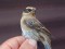 Prunella montanella Siberian Accentor (Prunella montanella) Lauteri, Salacgriva, 13-Oct-2021. 2nd individual. © Guntis Graubics