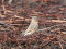 Isabelline Wheatear (Oenanthe isabellina) Kalngale - Garkalne fields, Adazi county, 02-Oct-2022. © Igors Denisovs