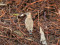 Isabelline Wheatear (Oenanthe isabellina) Kalngale - Garkalne fields, Adazi county, 02-Oct-2022. © Igors Denisovs