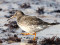 Purple Sandpiper (Calidris maritima) Liepaja harbor S pier, Liepaja, 08-Oct-2022. © Karlis Millers