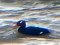 Siberian White-winged Scoter (Melanitta stejnegeri) Kolka Cape, Talsi county, 12-Oct-2022. © Edgars Smislovs