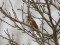 Plukšķis (Turdus iliacus) Zirgu sala, Liepāja, 08-Jan-2023. © Kārlis Millers