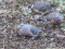 Lauku balodis (Columba palumbus) Piejūras parks, Liepāja, 22-Jan-2023. © Andris Klepers