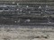 Anser brachyrhynchus