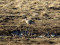 Īsknābja zoss (Anser brachyrhynchus) Ķūļciema laukos, Talsu n. 30-Mar-2011. © Gaidis Grandāns Anser brachyrhynchus