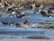 Īsknābja zoss (Anser brachyrhynchus) Nīcas lauki (īpatnis bara priekšā, ūdenī), Nīcas n. 31-Mar-2011. © Kārlis Millers Anser brachyrhynchus
