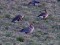 Pink-footed Goose (Anser brachyrhynchus) Svete floodplain, Jelgava county, 06-Mai-2011. © Davis Drazdovskis Anser brachyrhynchus