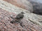 Anthus petrosus