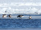 Melngalvas zoss (Branta bernicla) Starpiņupītes grīva, Engures n. 20-Mar-2011. © Sintija Elferte Branta bernicla