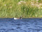 Branta canadensis