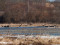 Kanādas zosis (Branta canadensis) Vēršādas paliene, Brocēnu n. 23-Mar-2011. © Ainārs Mankus Branta canadensis