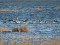 Branta leucopsis