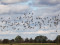 Branta leucopsis