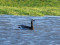 Branta leucopsis