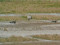 Branta leucopsis
