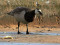 Branta leucopsis
