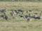 Red-breasted Goose (Branta ruficollis) Degumnieki fields, Madona county, 7-Mai-2011. © Janis Margevics Branta ruficollis