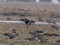 Sarkankakla zoss (Branta ruficollis) Svētes grīva, Jelgavas n. 28-Mar-2011. © Edgars Lediņš Branta ruficollis