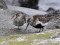 Calidris alpina
