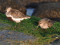 Calidris alpina