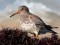 Calidris maritima