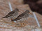 Calidris maritima