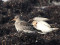 Calidris maritima