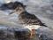 Calidris maritima
