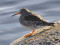 Calidris maritima
