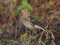 Carduelis flavirostris