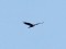 Caracara plancus