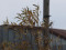 Carduelis flavirostris