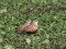 Eurasian Dotterel (Charadrius morinellus) Uzava floodplain fields, Ventspils county, 23-Mai-2011. © Janis Jansons Charadrius morinellus