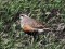 Eurasian Dotterel (Charadrius morinellus) Uzava floodplain fields, Ventspils county, 21-Mai-2011. © Karlis Millers Charadrius morinellus
