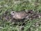 Eurasian Dotterel (Charadrius morinellus) Uzava floodplain fields, Ventspils county, 21-Mai-2011. © Karlis Millers Charadrius morinellus