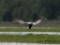 Whiskered Tern (Chlidonias hybrida) Zvejsala fish ponds, Rezekne county., 30-Mai-2011. © Karlis Millers Chlidonias hybrida