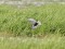 Whiskered Tern (Chlidonias hybrida) Zvejsala fish ponds, Rezekne county., 30-Mai-2011. © Karlis Millers Chlidonias hybrida