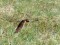 Pallid Harrier (Circus macrouros) 2cy F, Kuivizi, Salacgriva county., 22-Mai-2011. © Gaidis Grandans Circus macrouros