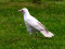 Corvus cornix cornix
