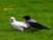 Corvus cornix cornix