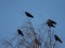 Corvus corone 