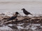 Corvus corone