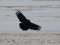 Corvus corone
