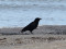 Corvus corone